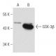 GSK-3β Antibody (1F7) - Western Blotting - Image 42979 