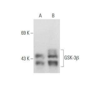 GSK-3&beta; Antibody (1V001) - Western Blotting - Image 80907 