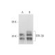 GSK-3β Antibody (1V001) - Western Blotting - Image 80907 
