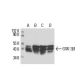 GSK-3β Antibody (2Q274) - Western Blotting - Image 17446