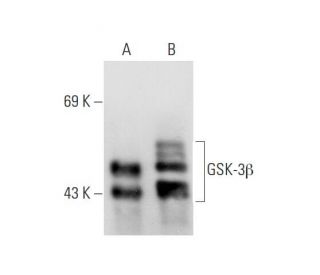 GSK-3&beta; Antibody (2Q274) - Western Blotting - Image 80901 