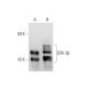 GSK-3β Antibody (2Q274) - Western Blotting - Image 80901 