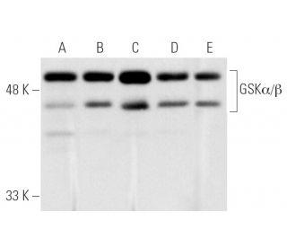 western blotting image from recommended GSK3 alpha/beta (0011-A) monoclonal antibody replacement. Image 281956