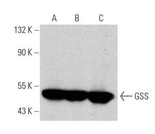 GSS Antibody (H-7) - Western Blotting - Image 359423 