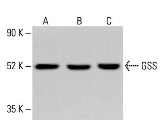 GSS Antibody (H-7) - Western Blotting - Image 413823
