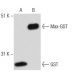 GST Antibody (1E5) - Western Blotting - Image 15625
