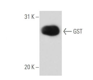 GST Antibody (3D4) - Western Blotting - Image 15622