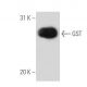 GST Antibody (3D4) - Western Blotting - Image 15622