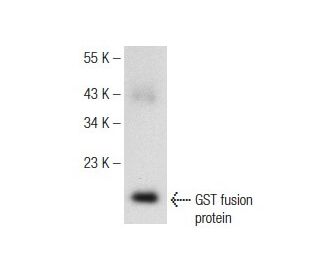 GST Antibody (A-6) - Western Blotting - Image 148973