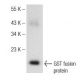 GST Antibody (A-6) - Western Blotting - Image 148973