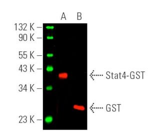 GST Antibody (B-14) - Western Blotting - Image 389635 