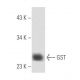 GST Antibody (PIP) - Western Blotting - Image 15760