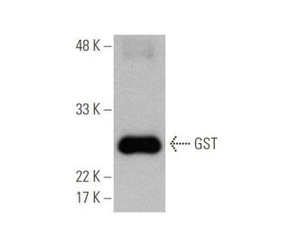 western blotting image from recommended GST (B-14) monoclonal antibody replacement. Image 353056