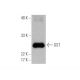 western blotting image from recommended GST (B-14) monoclonal antibody replacement. Image 353056