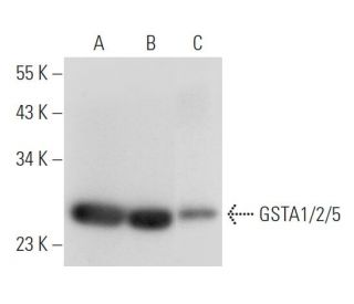 GSTA1/2/5 Antibody (E-6) - Western Blotting - Image 308130 