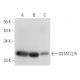 GSTA1/2/5 Antibody (E-6) - Western Blotting - Image 308130 