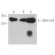 GSTA1/2/5 Antibody (E-6) - Western Blotting - Image 362843 