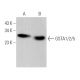 GSTA1/2/5 Antibody (E-6) - Western Blotting - Image 362844