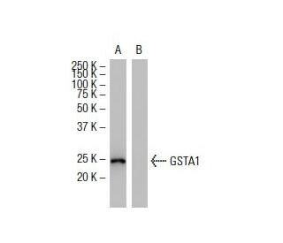 GSTA1 Antibody (R-14) - Western Blotting - Image 33920