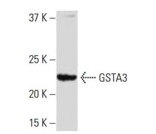GSTA3 Antibody (L89) - Western Blotting - Image 33921 