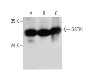 GSTK1 Antibody (E-4) - Western Blotting - Image 352594 