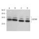 GSTM1 Antibody (1H4F2) - Western Blotting - Image 376409 