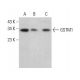GSTM1 Antibody (1H4F2) - Western Blotting - Image 382578