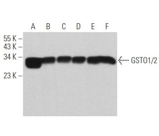 GSTO1/2 Antibody (D-12) - Western Blotting - Image 360768 