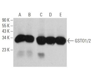 GSTO1/2 Antibody (D-8) - Western Blotting - Image 360770 