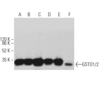 GSTO1/2 Antibody (H-12) - Western Blotting - Image 362502 