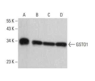 GSTO1 Antibody (21) - Western Blotting - Image 377046 