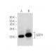 GSTP1 Antibody (H-11) - Western Blotting - Image 151717 