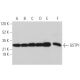 western blotting image from recommended GSTP1 (3F2C2) monoclonal antibody replacement. Image 373487