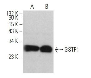 GSTP1 Antibody (F-6) - Western Blotting - Image 362128