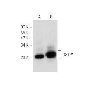 GSTP1 Antibody (H-11) - Western Blotting - Image 151717 