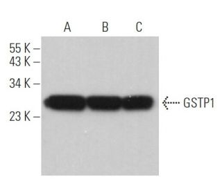 GSTP1 Antibody (H-11) - Western Blotting - Image 361760