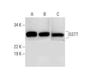 GSTT Antibody (D-1) - Western Blotting - Image 291931 