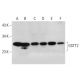 GSTT2 Antibody (D-1) - Western Blotting - Image 325228 