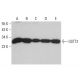 GSTT2 Antibody (D-1) - Western Blotting - Image 376724 