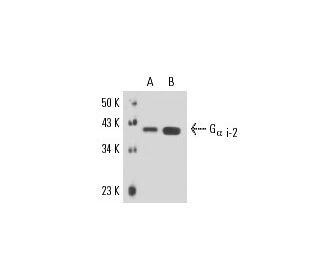 G<sub>α i-2</sub> Antibody (5C11) - Western Blotting - Image 17048