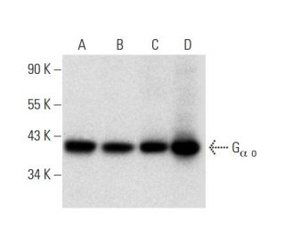 G<sub>α o</sub> Antibody (E-1) - Western Blotting - Image 299061
