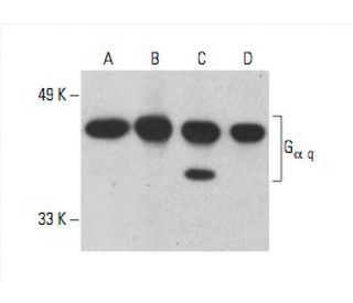 G<sub>&alpha; q</sub> Antibody (10) - Western Blotting - Image 394348 