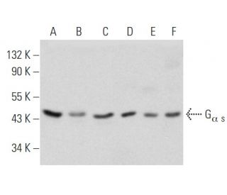 G<sub>&alpha; s</sub> Antibody (12) - Western Blotting - Image 353715Each CRISPR/Cas9 Knockout (KO) Plasmid product consists of a pool of 3 plasmids designed to ensure identification and cleavage of a specific gene for maximum knockout efficiency. Each plasmid encodes a unique 20 nt sequence derived from the GeCKO (v2) library. 