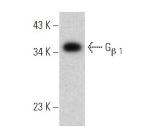 G<sub>&beta; 1</sub> Antibody (B-3) - Western Blotting - Image 368023 