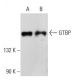 GTBP Antibody (F-1) - Western Blotting - Image 137618