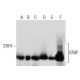 western blotting image from recommended GTBP (E-8) monoclonal antibody replacement. Image 164447