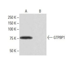 GTPBP1 Antibody (TR-L4) - Western Blotting - Image 64955