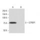 GTPBP1 Antibody (TR-L4) - Western Blotting - Image 64955