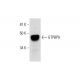 GTPBP9 Antibody (F-7) - Western Blotting - Image 289562