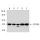 GTPBP9 Antibody (F-7) - Western Blotting - Image 299310 